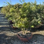 Javor dlaňolistý (Acer palmatum) ´GOING GREEN´ - výška 180-200 cm, kont. C90L - VIACKMENNÝ BONSAJ